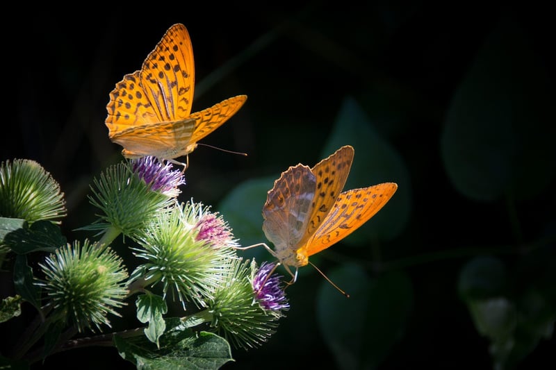 Butterfly Decor