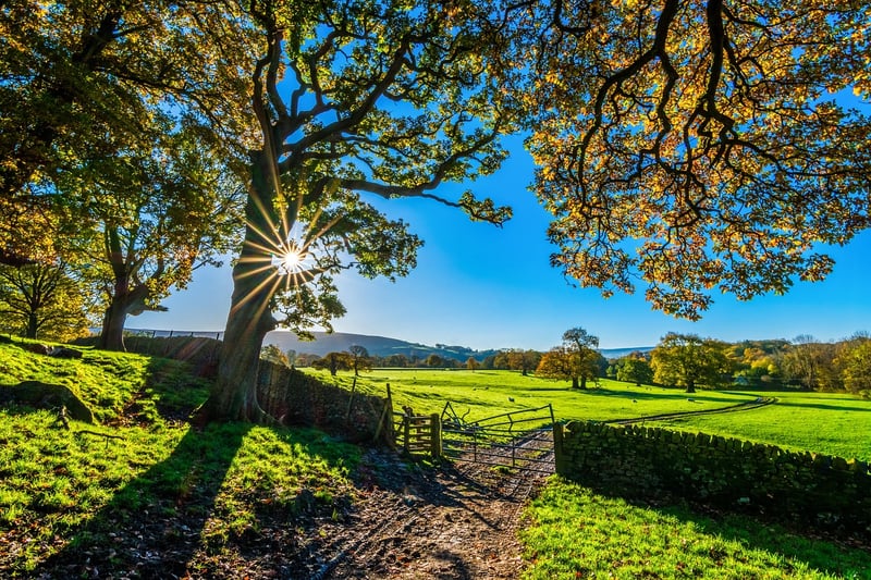 Hidden Meadows