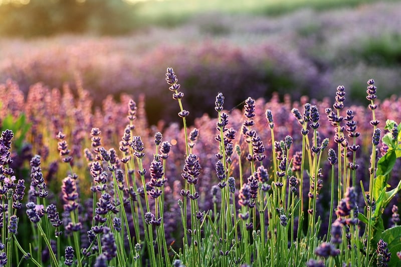 Lavender Decor